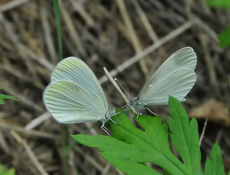 Leptidea sinapis - scontro fra farfalle